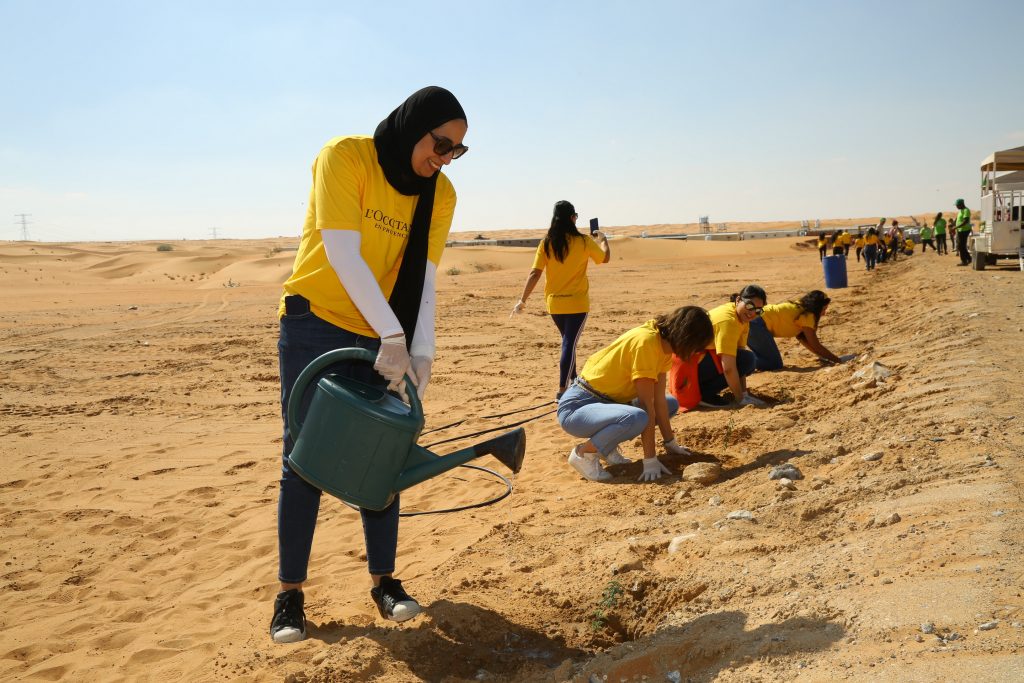 A lady give water to the sapling of ghaf tree