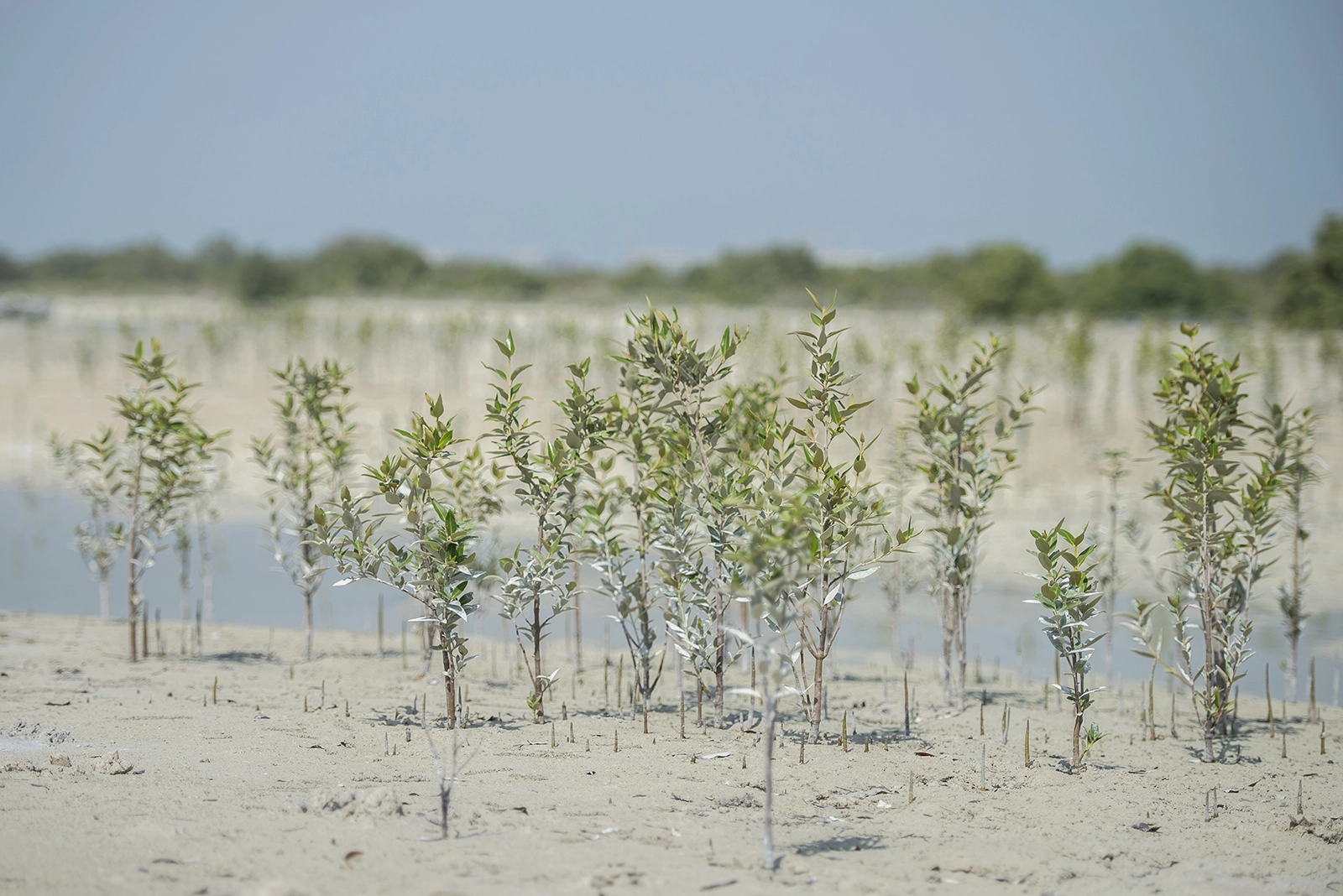 Young mangrove trees planted in sandy soil with water and foliage in the background.