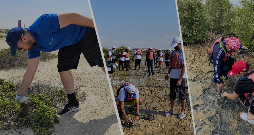 Volunteers participate in a coastal cleanup, planting mangroves and caring for the environment under sunny skies.