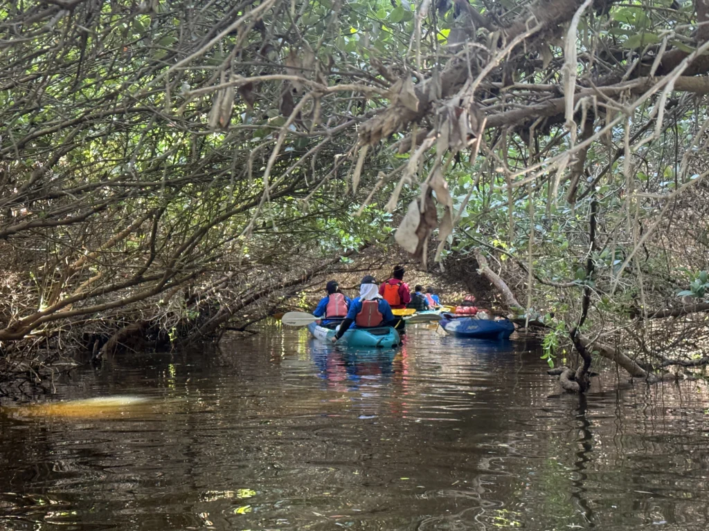 A group of kayakers navigates through narrow waterways surrounded by dense mangrove trees, reflecting on calm waters.