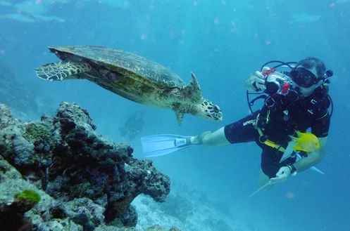 Scuba diver photographing a sea turtle swimming near a coral reef underwater, with a yellow fish in the foreground