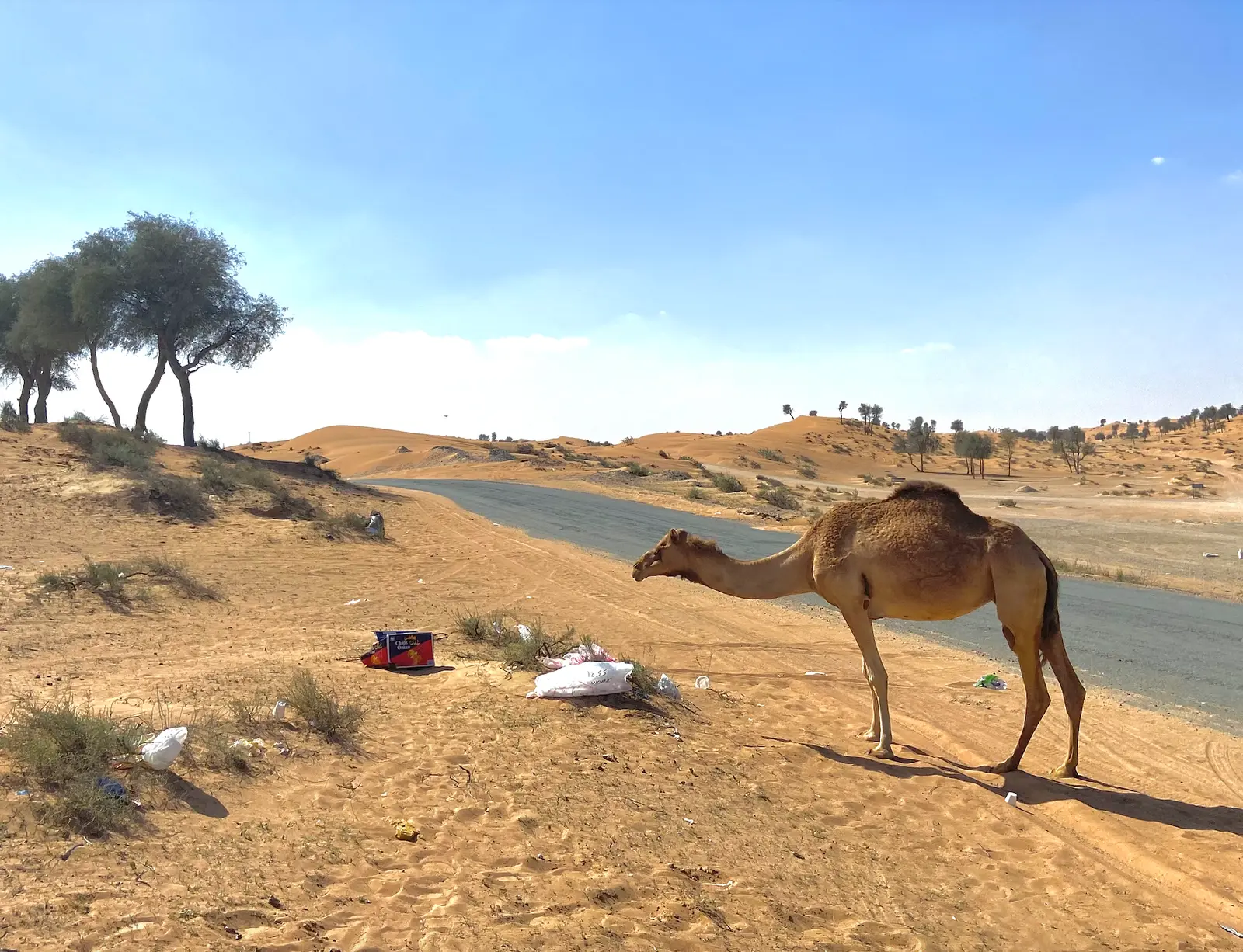 Camel standing on sandy desert road, with scattered litter and sparse trees under a clear blue sky; a sense of isolation and arid landscape.